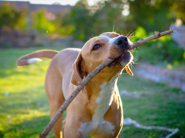 Danno da animale domestico? Ecco cosa fare!